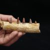 Mandíbula de pequeño cocodrilo