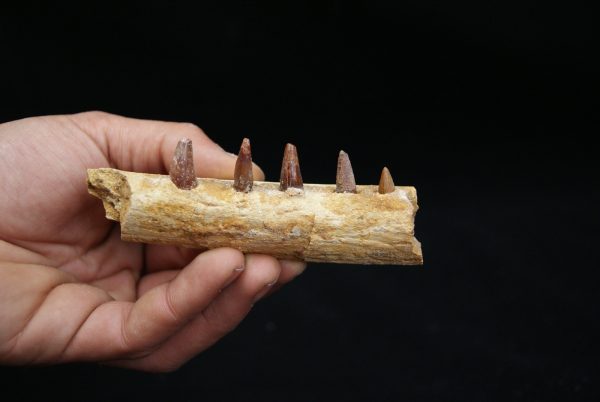 Mandíbula de pequeño cocodrilo