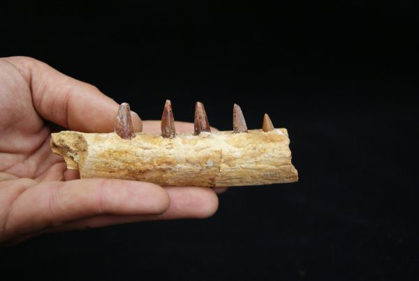 Mandíbula de pequeño cocodrilo