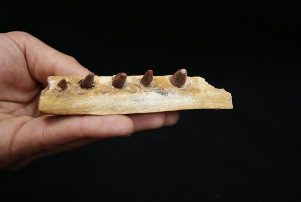 Mandíbula de pequeño cocodrilo