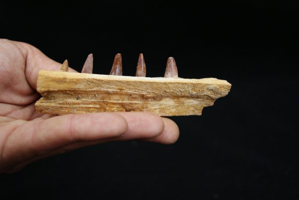 Mandíbula de pequeño cocodrilo