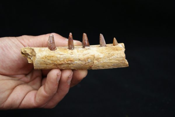 Mandíbula de pequeño cocodrilo