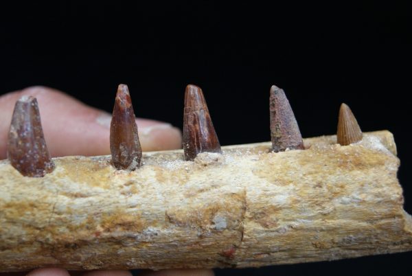 Mandíbula de pequeño cocodrilo