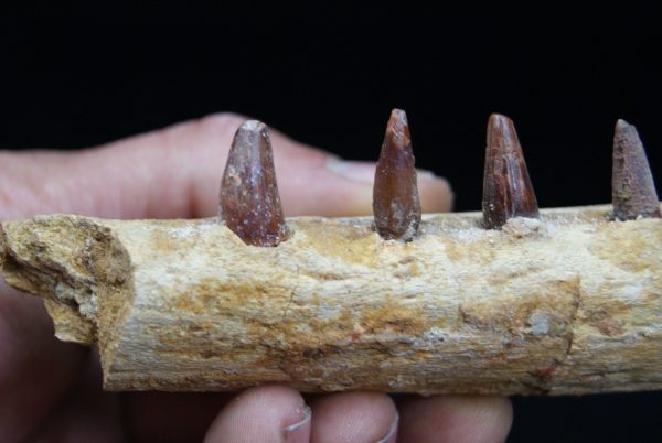 Mandíbula de pequeño cocodrilo