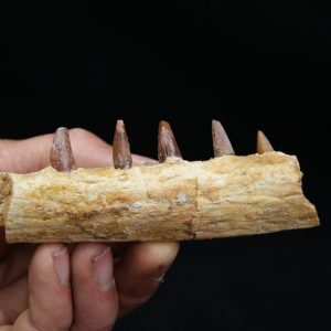 Mandíbula de pequeño cocodrilo