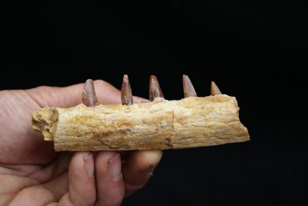 Mandíbula de pequeño cocodrilo