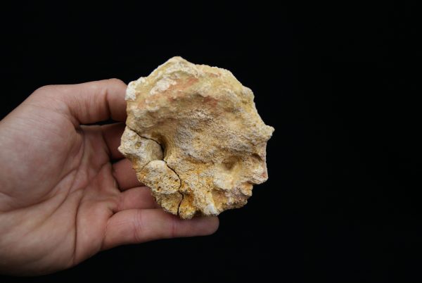 Vértebra craneal de cocodrilo