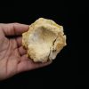 Vértebra craneal de cocodrilo