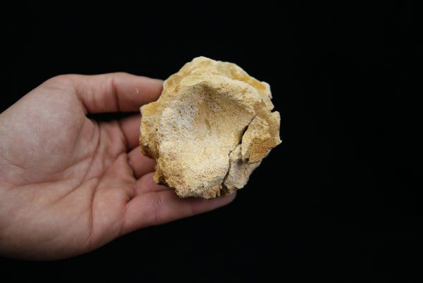 Vértebra craneal de cocodrilo