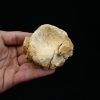 Vértebra craneal de cocodrilo