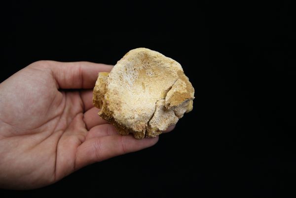 Vértebra craneal de cocodrilo