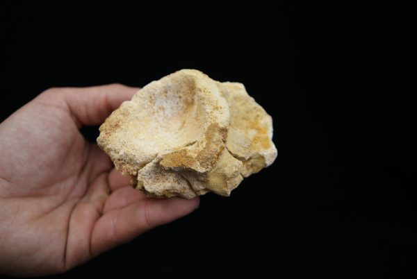 Vértebra craneal de cocodrilo