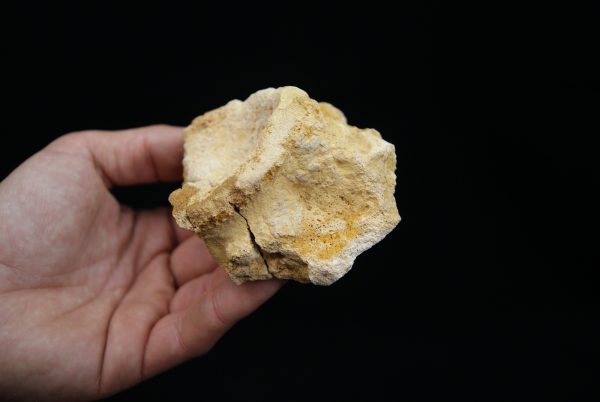 Vértebra craneal de cocodrilo