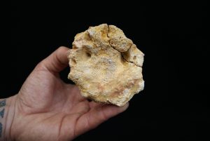 Vértebra craneal de cocodrilo