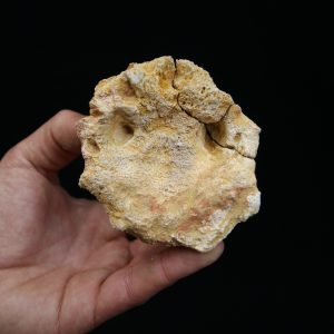 Vértebra craneal de cocodrilo