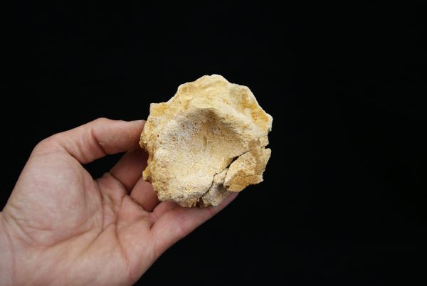 Vértebra craneal de cocodrilo