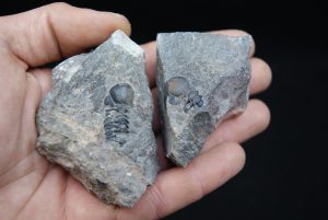 Trilobites naturales