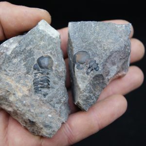 Trilobites naturales