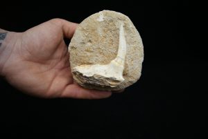 Enchodus libycus