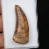 Diente de Bahariasaurus