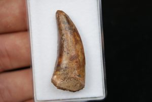 Diente de Bahariasaurus