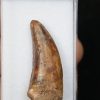 Diente de Bahariasaurus