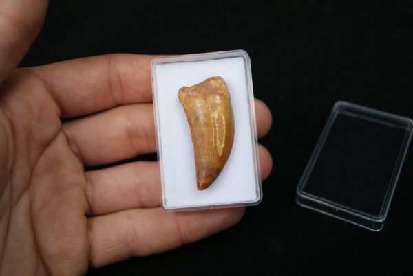 Diente de Bahariasaurus