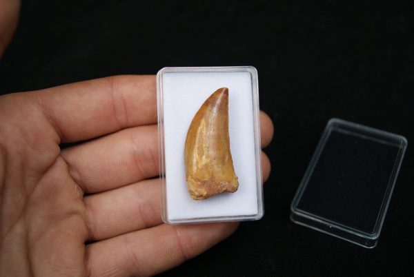 Diente de Bahariasaurus