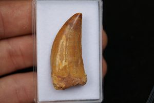 Diente de Bahariasaurus