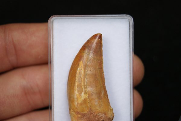 Diente de Bahariasaurus