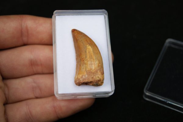 Diente de Bahariasaurus