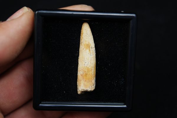 Diente de Rebbachisaurus