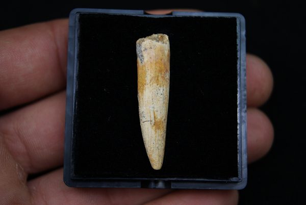 Diente de Rebbachisaurus