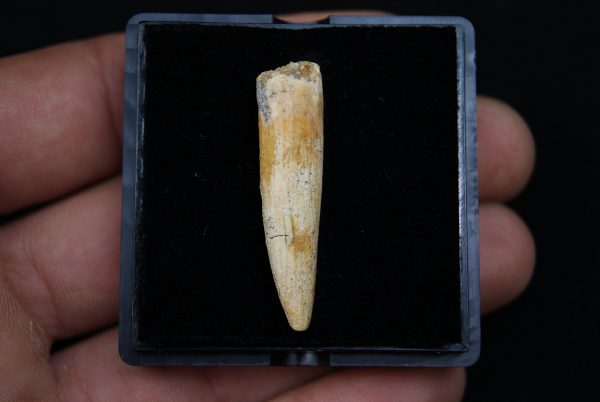 Diente de Rebbachisaurus