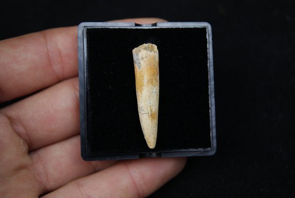 Diente de Rebbachisaurus