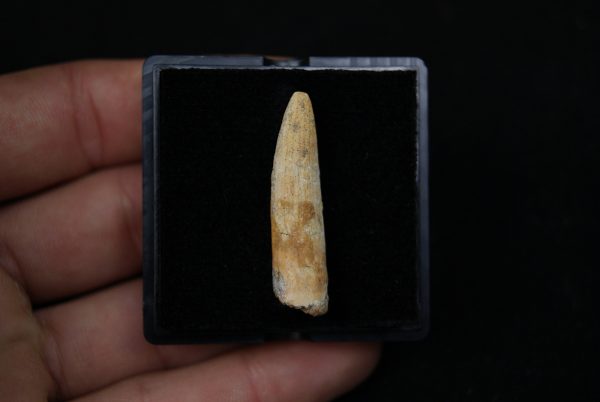 Diente de Rebbachisaurus