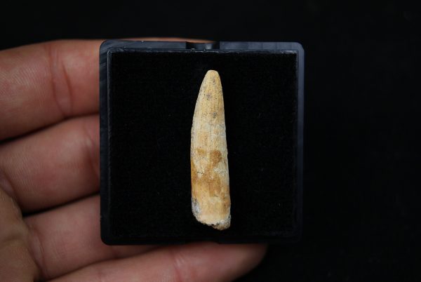 Diente de Rebbachisaurus