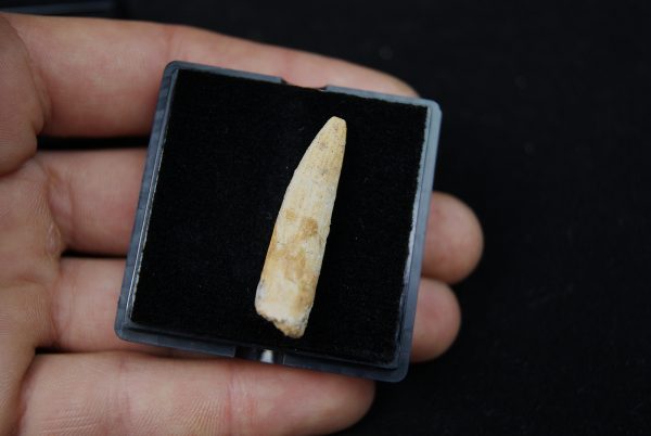 Diente de Rebbachisaurus