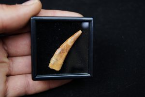 Diente de Pterosaurio