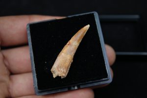 Diente de Pterosauria