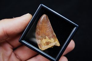 Carcharodontosaurus saharicus