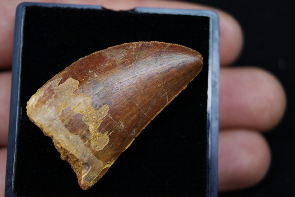 Carcharodontosaurus saharicus