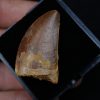 Carcharodontosaurus saharicus