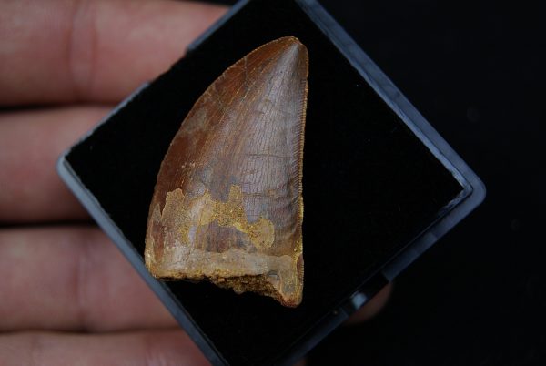 Carcharodontosaurus saharicus