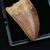 Carcharodontosaurus saharicus