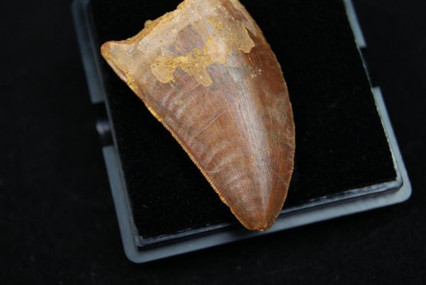 Carcharodontosaurus saharicus