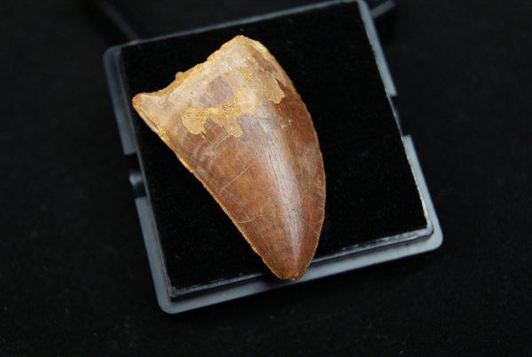 Carcharodontosaurus saharicus