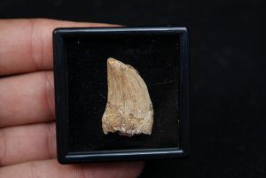 Diente de Carcharodontosaurus saharicus