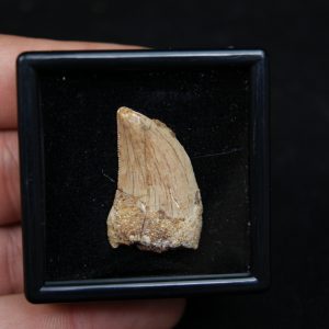 Diente de Carcharodontosaurus saharicus