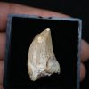 Diente de Carcharodontosaurus saharicus